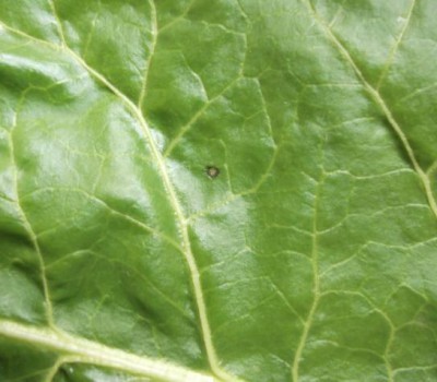 Cercospora beticola – pojava simptoma Cercospora beticola – pojava simptoma