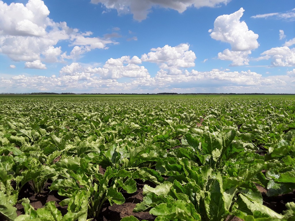 This Year, Sunoko Is Processing 1.8 million Tons of Sugar Beet
